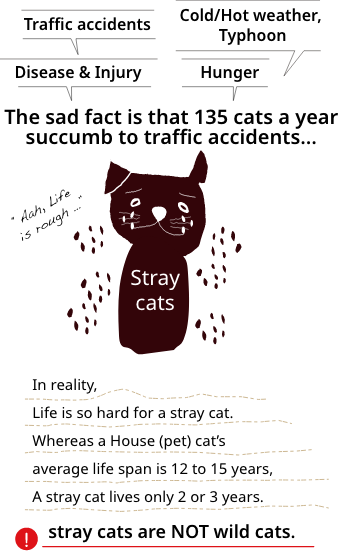 In reality, life is hard for a stray cat. Whereas a house cat can expect to live for 12 to 15 years, a stray cat lives for only 2 or 3 years.